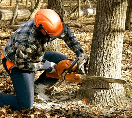 Tree Removal in Pickett, WI